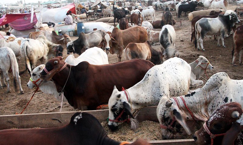 SBP to Introduce QRCode Payment For Sacrificial Animals Purchase